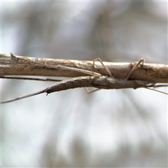 Zaprochilus australis (Twig-mimic katydid) at Campbell, ACT - 6 Nov 2024 by Hejor1