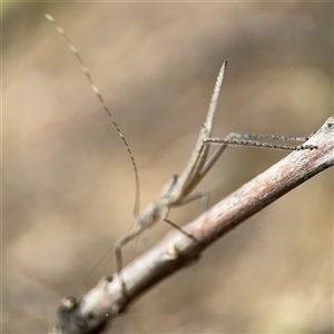 Unidentified at suppressed - 6 Nov 2024