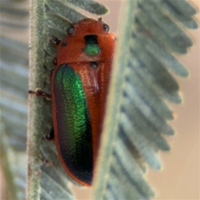 Calomela curtisi (Acacia leaf beetle) at Campbell, ACT - 6 Nov 2024 by Hejor1