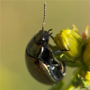 Chrysolina quadrigemina at Campbell, ACT - 6 Nov 2024 02:20 PM