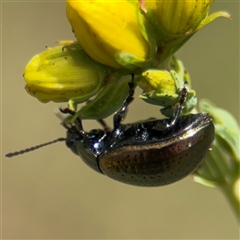 Chrysolina quadrigemina at Campbell, ACT - 6 Nov 2024