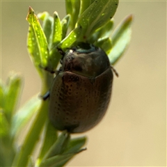 Chrysolina quadrigemina at Campbell, ACT - 6 Nov 2024