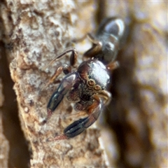 Judalana lutea (Judy and Alans Yellow Ant-mimicking Jumping Spider) at Campbell, ACT - 6 Nov 2024 by Hejor1