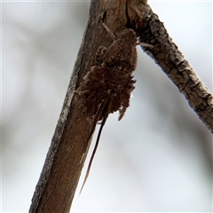 Fulgoroidea (superfamily) (Unidentified fulgoroid planthopper) at Campbell, ACT - 6 Nov 2024 by Hejor1