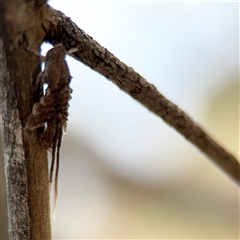 Fulgoroidea sp. (superfamily) at Campbell, ACT - 6 Nov 2024