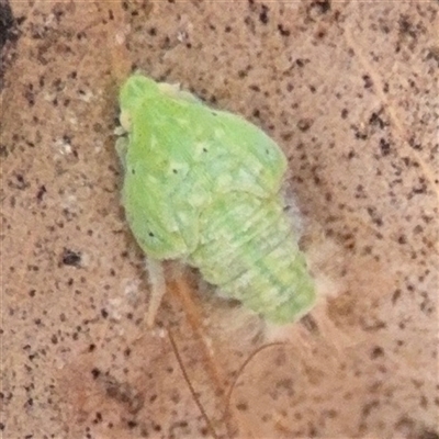 Flatidae (family) (Unidentified Flatid planthopper) at Campbell, ACT - 6 Nov 2024 by Hejor1