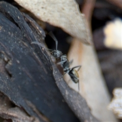 Camponotus aeneopilosus (A Golden-tailed sugar ant) at Campbell, ACT - 6 Nov 2024 by Hejor1