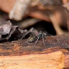 Camponotus aeneopilosus at Campbell, ACT - 6 Nov 2024 12:57 PM