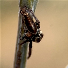 Opisthoncus sp. (genus) (Unidentified Opisthoncus jumping spider) at Campbell, ACT - 6 Nov 2024 by Hejor1