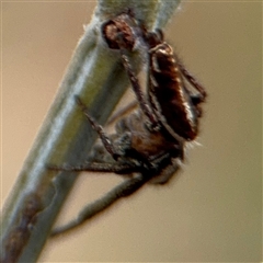 Opisthoncus sp. (genus) at Campbell, ACT - 6 Nov 2024 02:08 PM