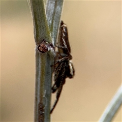 Opisthoncus sp. (genus) at Campbell, ACT - 6 Nov 2024 02:08 PM