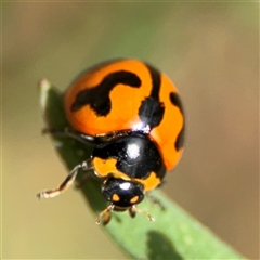 Coccinella transversalis (Transverse Ladybird) at Campbell, ACT - 6 Nov 2024 by Hejor1