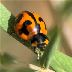 Coccinella transversalis at Campbell, ACT - 6 Nov 2024 02:17 PM