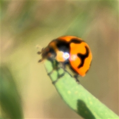 Coccinella transversalis at Campbell, ACT - 6 Nov 2024