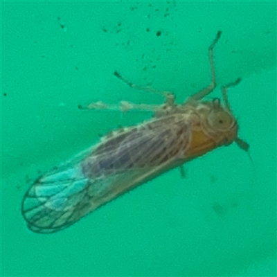 Psyllidae sp. (family) (Unidentified psyllid or lerp insect) at Campbell, ACT - 6 Nov 2024 by Hejor1