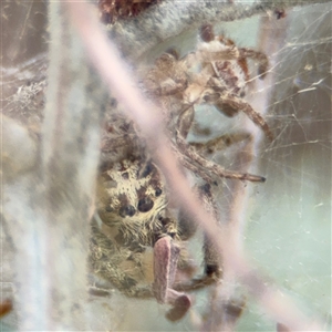 Opisthoncus sp. (genus) at Campbell, ACT - 6 Nov 2024