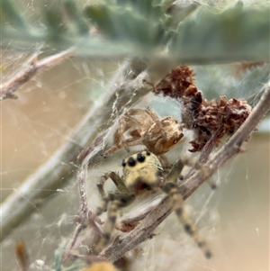 Opisthoncus sp. (genus) at Campbell, ACT - 6 Nov 2024