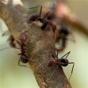 Iridomyrmex purpureus at Campbell, ACT - 6 Nov 2024