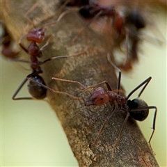 Iridomyrmex purpureus at Campbell, ACT - 6 Nov 2024