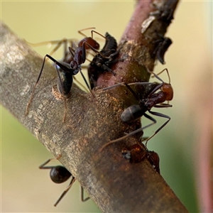 Iridomyrmex purpureus at Campbell, ACT - 6 Nov 2024