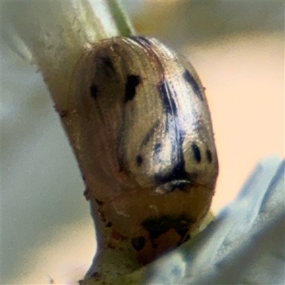 Peltoschema sp. (genus) (Leaf beetle) at Campbell, ACT - 6 Nov 2024 by Hejor1