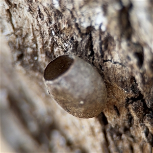 Doratifera (genus) at Campbell, ACT - 6 Nov 2024