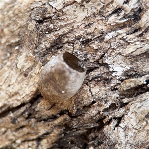 Doratifera (genus) at Campbell, ACT - 6 Nov 2024