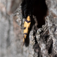 Olbonoma triptycha at Higgins, ACT - 4 Nov 2024 05:33 PM