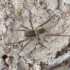 Unidentified Wolf spider (Lycosidae) at Yass River, NSW - 6 Nov 2024 by SenexRugosus