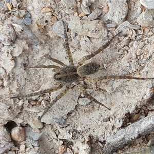 Lycosidae (family) at Yass River, NSW - 6 Nov 2024 04:31 PM