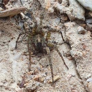 Lycosidae (family) at Yass River, NSW - 6 Nov 2024 04:31 PM