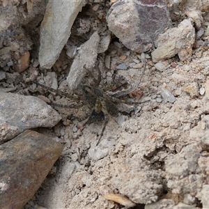 Lycosidae (family) at Yass River, NSW - 6 Nov 2024 04:31 PM