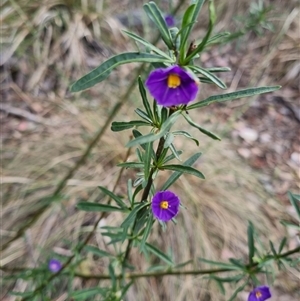 Solanum linearifolium at Bungendore, NSW - 6 Nov 2024 04:25 PM