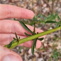 Solanum linearifolium at Bungendore, NSW - 6 Nov 2024 04:25 PM