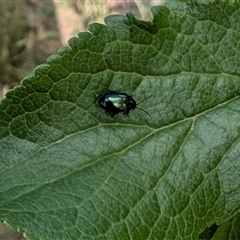 Alticini (tribe) (Unidentified flea beetle) at Yass River, NSW - 5 Nov 2024 by SenexRugosus