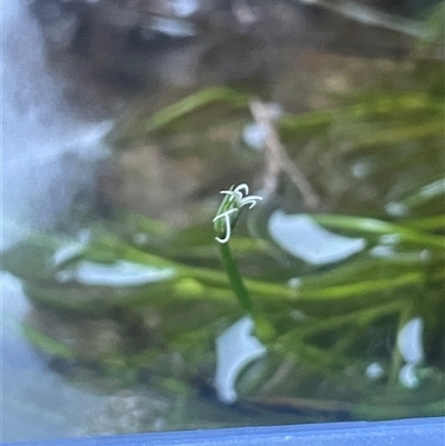 Isolepis fluitans (Floating Club-rush) at Braidwood, NSW - 31 Oct 2024 by JaneR