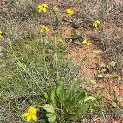 Goodenia paradoxa (Spur Goodenia) at Gundary, NSW - 6 Nov 2024 by JaneR