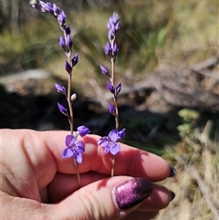 Veronica perfoliata (Digger's Speedwell) at Captains Flat, NSW - 6 Nov 2024 by Csteele4