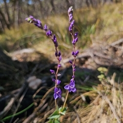 Veronica perfoliata at Captains Flat, NSW - 6 Nov 2024