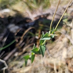 Veronica perfoliata at Captains Flat, NSW - 6 Nov 2024 11:04 AM