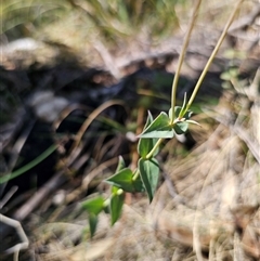 Veronica perfoliata at Captains Flat, NSW - 6 Nov 2024 11:04 AM