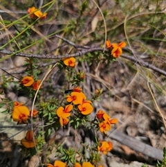 Pultenaea procumbens (Bush Pea) at Captains Flat, NSW - 6 Nov 2024 by Csteele4