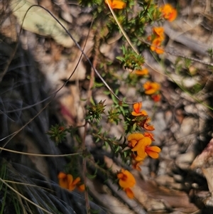 Pultenaea procumbens at Captains Flat, NSW - 6 Nov 2024