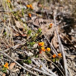 Pultenaea procumbens at Captains Flat, NSW - 6 Nov 2024