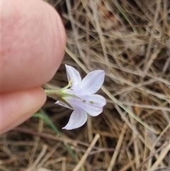 Wahlenbergia stricta subsp. stricta (Tall Bluebell) at Bungendore, NSW - 6 Nov 2024 by clarehoneydove