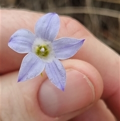 Wahlenbergia stricta subsp. stricta at Bungendore, NSW - 6 Nov 2024