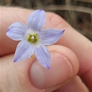 Wahlenbergia stricta subsp. stricta at Bungendore, NSW - 6 Nov 2024 04:40 PM