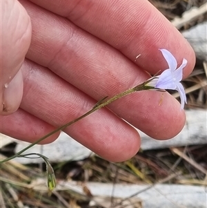 Wahlenbergia stricta subsp. stricta at Bungendore, NSW - 6 Nov 2024