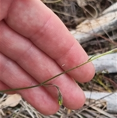 Wahlenbergia stricta subsp. stricta at Bungendore, NSW - 6 Nov 2024