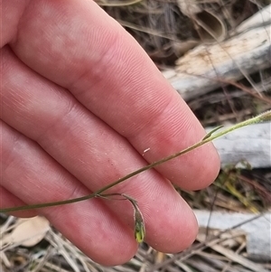 Wahlenbergia stricta subsp. stricta at Bungendore, NSW - 6 Nov 2024 04:40 PM